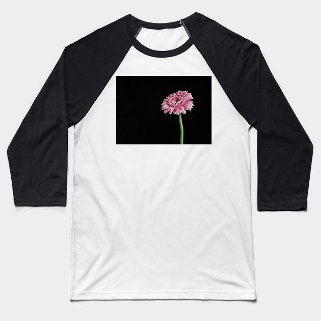 Pink Gerbera with Black Background Baseball T-Shirt by TonyNorth